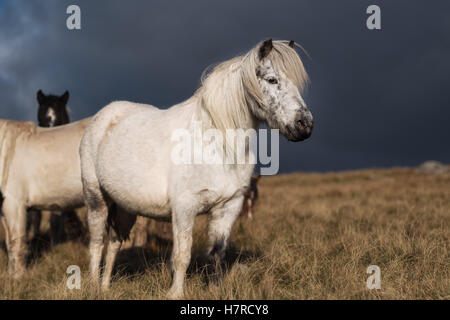 Wilde Welsh Mountain Ponys auf der Black Mountain Range in Brecon-Beacons-Nationalpark, Wales, Großbritannien Stockfoto