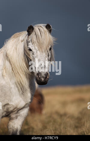Wilde Welsh Mountain Pony auf der Black Mountain Range in Brecon-Beacons-Nationalpark, Wales, Großbritannien Stockfoto