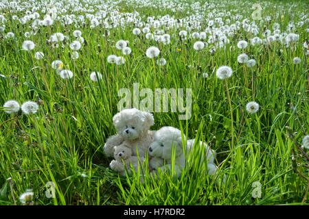 Sitzen drei Teddybären auf grüner Wiese mit viel Blätterteig Blumen Stockfoto