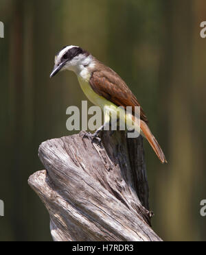 Große Kiskadee (Pitangus Sulphuratus) hocken auf einem Ast in der Nähe von Weslaco, Texas, USA Stockfoto