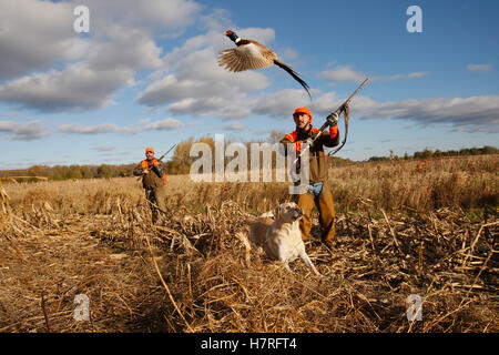 Hochland Vogel Jäger im Feld mit Hund Stockfoto