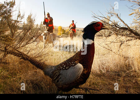 Zwei Upland Vogel Jäger Stalking ein Fasan Stockfoto