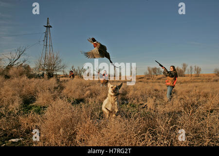 Gelber Labrador und Upland Vogel Jäger Stockfoto