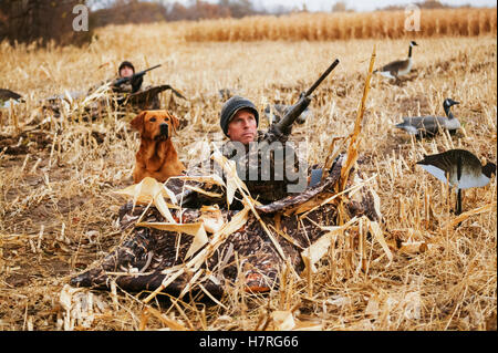 Gans-Jäger In Mais Stoppeln Stockfoto