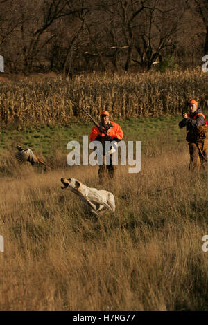 Upland Jäger Flushing Fasane mit Lab Stockfoto