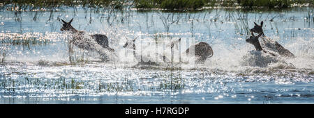 Panorama des roten Letschwe (Kobus Leche) durch Untiefen; Botswana Stockfoto