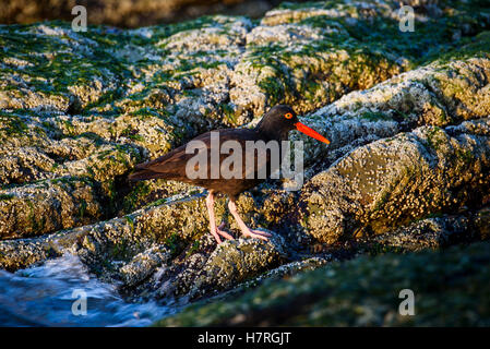 Die amerikanische schwarze Austernfischer (Haematopus Bachmani) Futter in der Gezeitenzone auf der Küste von Oregon; Arch Cape, Oregon, Vereinigte Staaten von Amerika Stockfoto