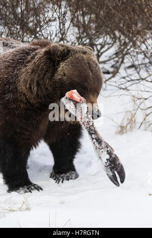 CAPTIVE: Grizzly trägt einen Elch Beinknochen Weg von den anderen Bären Essen in Frieden, Alaska Wildlife Conservation Center, Yunan Alaska, winter Stockfoto