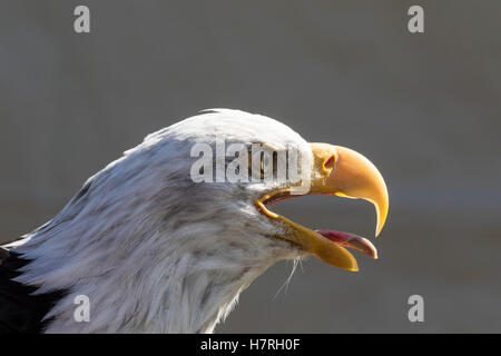 Reife Weißkopf-Seeadler (Haliaeetus Leucocephalus), gefangen; Alaska, Vereinigte Staaten von Amerika Stockfoto