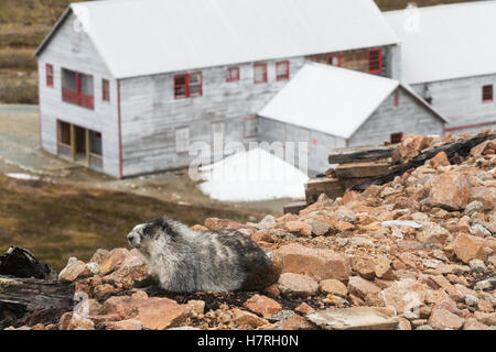 Ein Marmot ruht auf Einem Hügel mit Blick auf die alten Gebäude der Now Abandoned Mine in Hatcher Pass, einem unabhängigen Minengebiet, in dem Gebäude ... Stockfoto