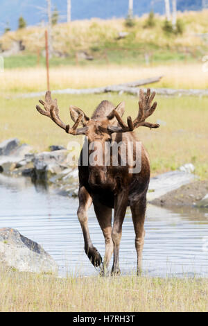 Stier Elch (Alces Alces) geht in Richtung der Kamera, Geweih noch in samt, gefangen im Alaska Wildlife Conservation Centre Stockfoto