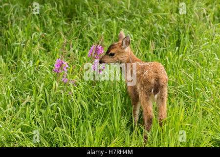 Sitka Schwarzschwanzhirsche (Odocoileus Hemionus Sitkensis) Munches On Fireweed (Chamerion Angustifolium) In Weide, Captive Animal In The Alaska... Stockfoto