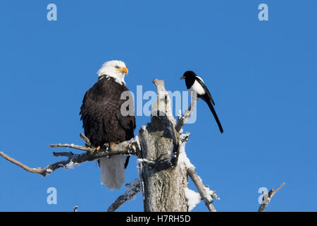 Der Erwachsene Weißkopfadler (Haliaeetus leucocephalus) teilt sich die Baumkrone Eines toten Baumes mit Einer Schwarzschnabelmagie (Pica Hudsonia), einem durch Erdbeben getöteten Baum... Stockfoto