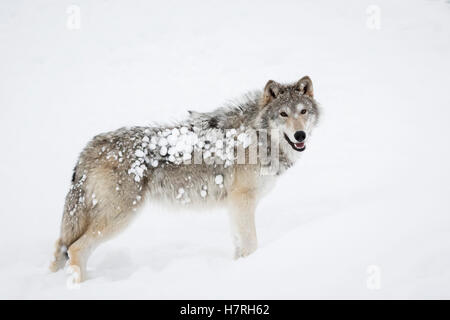 Weibliche Tundra Wolf (Canis Lupus Albus) spielen und Wandern im Schnee, gefangen im Alaska Wildlife Conservation Centre Stockfoto