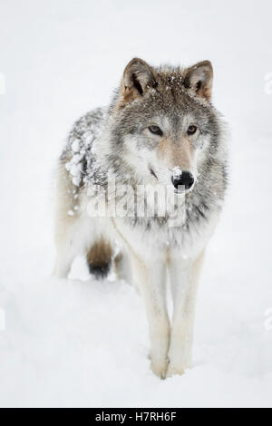 Weibliche Tundra Wolf (Canis Lupus Albus) spielt und Spaziergänge rund um Schnee, gefangen im Alaska Wildlife Conservation Centre Stockfoto