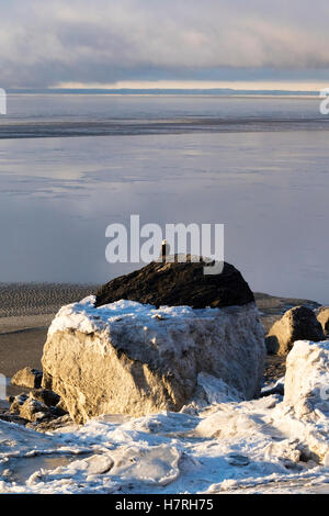 Adulter Weißkopfadler (Haliaeetus leucocephalus) auf Einem Felsen an der Küste des Turnagain Arms bei Low Tide, Süd-Zentral-Alaska, neben Seward H... Stockfoto