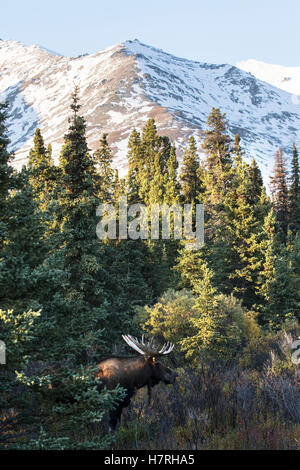 Herbst Panorama mit frühen Schnee bedeckt, Gipfel und einen Elchbullen im Vordergrund, Denali National Park, Alaska Interior Stockfoto