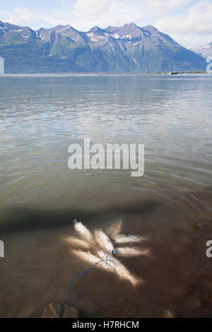 Ein Fischer Stringer der Buckellachs (Oncorhynchus Gorbuscha) liegt in den flachen Gewässern des Ozeans gegenüber der Stadt Valdez Stockfoto