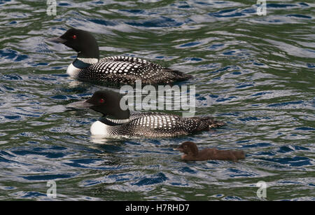 Zwei Erwachsene gemeinsame Seetaucher (Gavia Immer) schwimmen mit ihren Küken in Summit Lake auf der Kenai-Halbinsel im Sommer, Süd-Zentral-Alaska Stockfoto