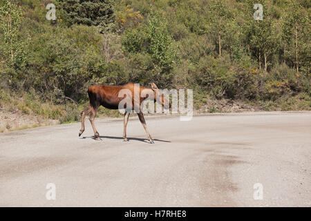 Ein Kuh-Elch (Alces Alces) kreuzt die Parkstraße in der Nähe von Meile 16 in Denali Nationalpark und Reservat, Alaska Innenraum im Sommer Stockfoto