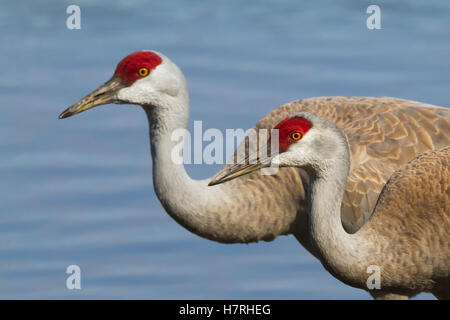 Sandhill Kran (Grus Canadensis) paar Creamer Feld, Paarung, Saison und paar zeigt, innen Alaska im Frühling Stockfoto