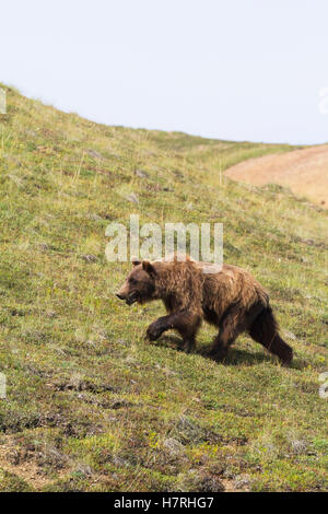 Ein reifer Grizzly (Ursus Arctos Horribilis) spaziert über die Tundra in der Nähe der Park Road, des Denali National Park und Preserve, des Inneren Alaskas im Sommer... Stockfoto