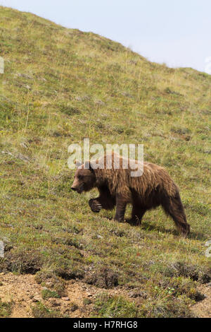 Ein reifer Grizzly (Ursus Arctos Horribilis) spaziert über die Tundra in der Nähe der Park Road, des Denali National Park und Preserve, des Inneren Alaskas im Sommer... Stockfoto