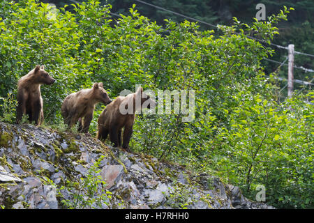 Drei Geschwisterbären (Ursus Arctos) Stehen Auf Einem Hügel Mit Blick Auf Die Dayville Road Und Suchen Nach Ihrer Mutter, Die In Der Nähe Von Valdez In Der Nähe Von Fish Hatche Füttert... Stockfoto