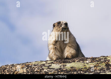 Ein Erwachsener Hoary Murmeltier (Marmota Caligata) sonnen sich auf einem Felsen in das Hochland von Denali Nationalpark und Reservat, Alaska Innenraum im Sommer Stockfoto