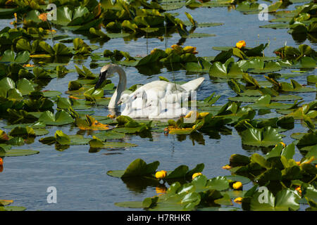 Ein Erwachsener Trompeter Schwan (Cygnus buccinator) schwimmt mit drei Cygnets in Einem Lily Pad bedeckten See auf der Kenai Halbinsel in Summertime, South-Central... Stockfoto