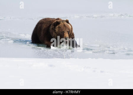 Gefangene Grizzlybär (Ursus Arctos Horribilis) Wandern in halb zugefrorenen Teich im Alaska Wildlife Conservation Center im winter Stockfoto