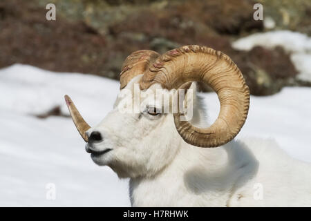 Dall-Schafe (Ovis Dalli) Ram in Süd-Zentral-Alaska, in der Nähe von Chugach Mountains den Seward Highway im Frühling; Alaska, USA Stockfoto