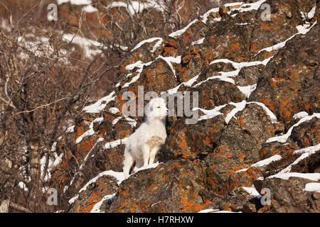 Dall-Schafe (Ovis Dalli) Lamm, Chugach Mountains in der Nähe von Seward Highway im Bereich Windy Point Meile 107, Süd-Zentral-Alaska Stockfoto