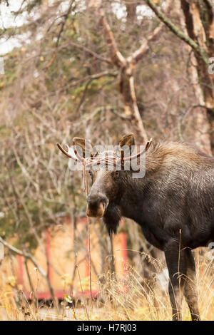 Ein junger Bullenjunge (Alces Alces) spaziert im Herbst mit umdrehtem Seil um seine Antler in der Nähe von Potter Marsh herum. Er Hat Sich Offenbar In Der ... Stockfoto