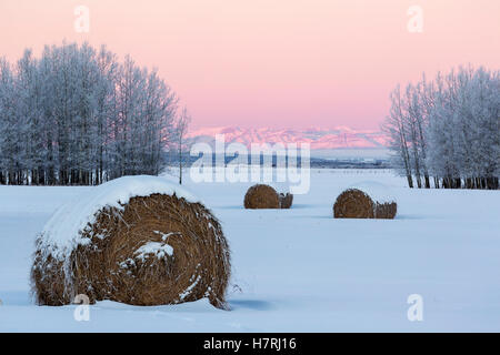 Schneebedeckte frostigen Heuballen in einem schneebedeckten Feld mit frostigen Bäumen und schneebedeckten Berge im Schein der Sonnenaufgang; Alberta, Kanada Stockfoto