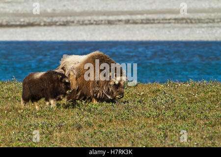 Muskox (Ovibos Moschatus) Bulle, Der Qiviut Abschiebt Und Zwischen Zwergweiden Spazierengeht (Salix Sp.) Am Ufer Des Sagavanirktok River, Schotterbar Im Hintergrund... Stockfoto