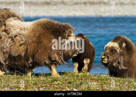 Moschusochsen (Ovibos Moschatus) Mit Kalb Beim Wandern Zwischen Zwergweiden (Salix Sp.) Am Ufer des Sagavanirktok River, Schotterbar im Hintergrund, arktischer T... Stockfoto