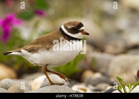 Semipalmated-Regenpfeifer (Charadrius Semipalmatus) stehen auf Stein nahe Ufer des Sagavanirktok Flusses, Arctic Coastal Plain, Nordalaska Stockfoto