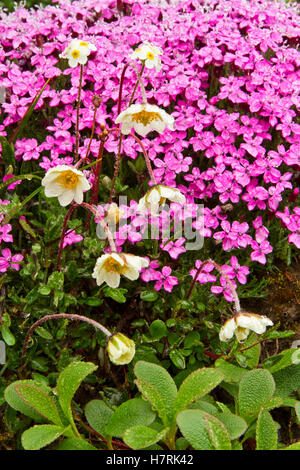 Regentropfen Auf Anenome (Anenome Parviflora) Und Moos Campion (Silene Acualis) Blumen, Retikulate Willow (Salix Reticulata) Im Vordergrund, Brooks Lief... Stockfoto