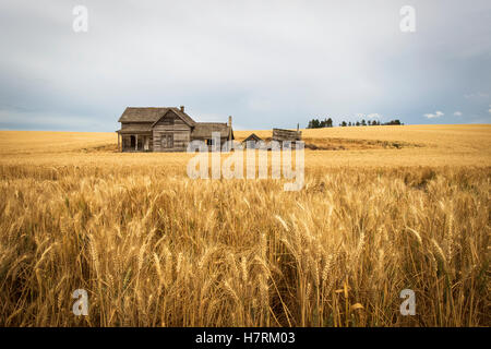 Ein altes Bauernhaus aus Holz in einem Weizenfeld; Palouse, Washington, Vereinigte Staaten von Amerika Stockfoto