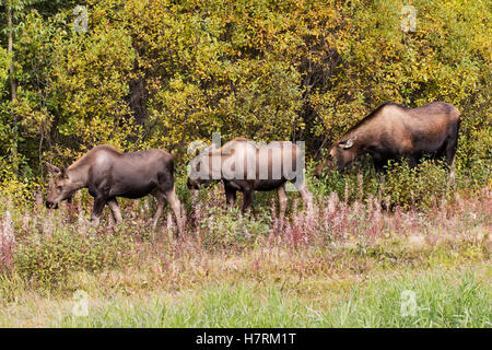 Kuhmoose (Alces Alces) Und Twin Kälber Essen Vegetation In Der Nähe Von Fireweed (Chamerion Angustifolium), Die Zu Seed, Parks Highway, Nördlich Von Ca... Stockfoto