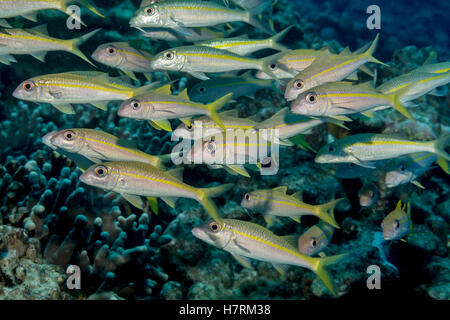 Yellowfin Goatfish (Mulloidichthys guentheri) unterrichtet an der Kona-Küste; Kona, Insel Hawaii, Hawaii, USA Stockfoto