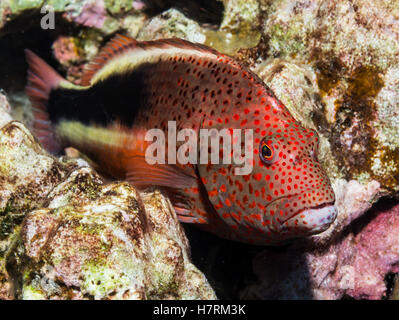 Sommersprossen-Falkenfisch (Paracirrhites forsteri), der auf algenbedeckten toten Korallen (Ein Ergebnis der Korallenbleiche) ruht, die während der Scuba... Stockfoto