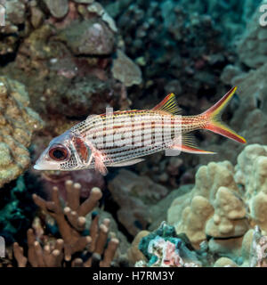 Spotfin Squirrelfish (Neoniphon Sammara) Porträt, das beim Tauchen die Kona-Küste genommen wurde Stockfoto