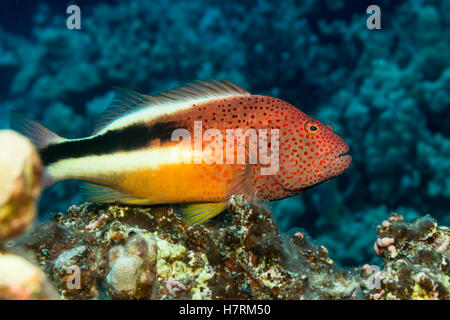 Sommersprossiges Hawkfish (Paracirrhites Forsteri) ruht auf Algen bedeckten tote Korallen fotografiert wurde beim Tauchen der Kona-Küste Stockfoto