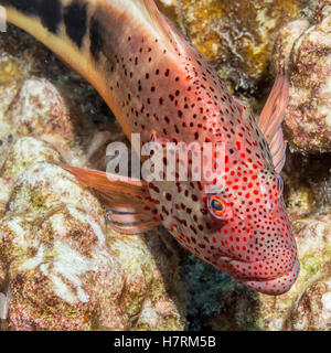 Sommersprossen-Falkenfisch (Paracirrites forsteri), der auf algenbedeckten toten Korallen ruht (die durch die Fütterungsaktion eines Parrotfisches geschabt wurde) Foto... Stockfoto