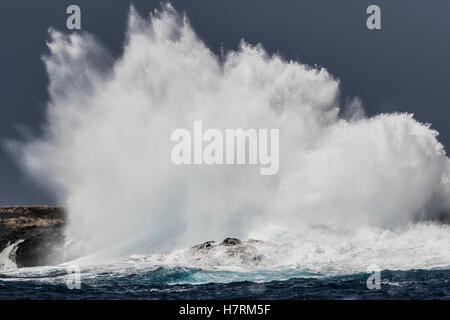 Schwellen Sie induzierte Welle stürzt auf der Kona-Küste an; Kona, Insel Hawaii, Hawaii, Vereinigte Staaten von Amerika Stockfoto