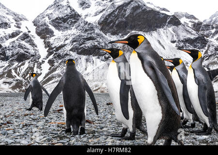 Königspinguine (Aptenodytes Patagonicus) zu Fuß am Strand; Süd-Georgien, Südgeorgien, Südgeorgien und die Südlichen Sandwichinseln, Vereinigtes Königreich Stockfoto