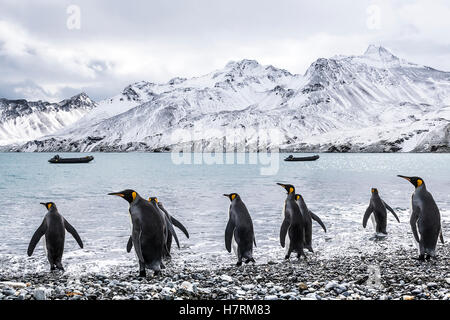 Königspinguine (Aptenodytes Patagonicus) zu Fuß in das Wasser und die Tierkreiszeichen im Wasser entlang der Küste vor Anker Stockfoto