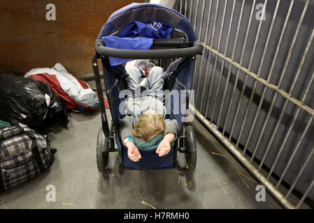 Toronto, Ontario, Kanada. 6. November 2016. Dieser junge schlafen Sie gut in eine tierische Stall selbst bei der Royal Agricultural Winter Fair in Toronto, Ontario am Sonntag, 6. November 2016. Das Royal verfügt über mehr als 2.000 landwirtschaftlichen Wettbewerben mit mehr als 5.000 Tiere, handgemachten Käse, Ontario Weine und riesigen Gemüse. Bildnachweis: Peter Power/ZUMA Draht/Alamy Live-Nachrichten Stockfoto